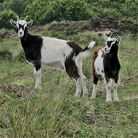 Begrazing door geiten op Seinpaalduin Terschelling