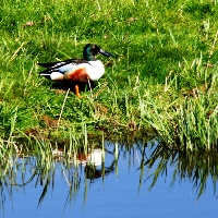 Slobeend, woerd.