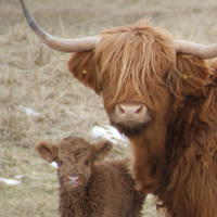 hooglander moeder met kalf texel