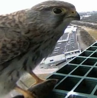 Torenvalk vrouwtje bij webcam in Scheveningen