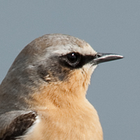 Tapuit, foto: Wil Doorn-Meijne
