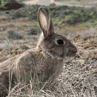 konijn, foto: joost bouwmeester
