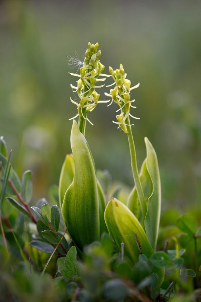 Groenknolorchis door Ronald van Wijk