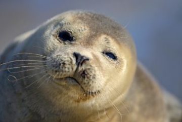 Zeehond door Ronald van Wijk