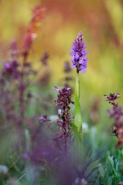 Rietorchis door Ronald van Wijk