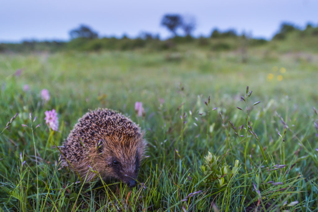 Egel in de duinen door Nico van Kappel