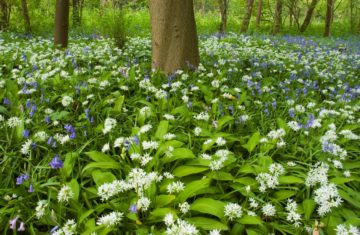 Voorjaarsbos daslook en wilde hyacinth door Nico van Kappel