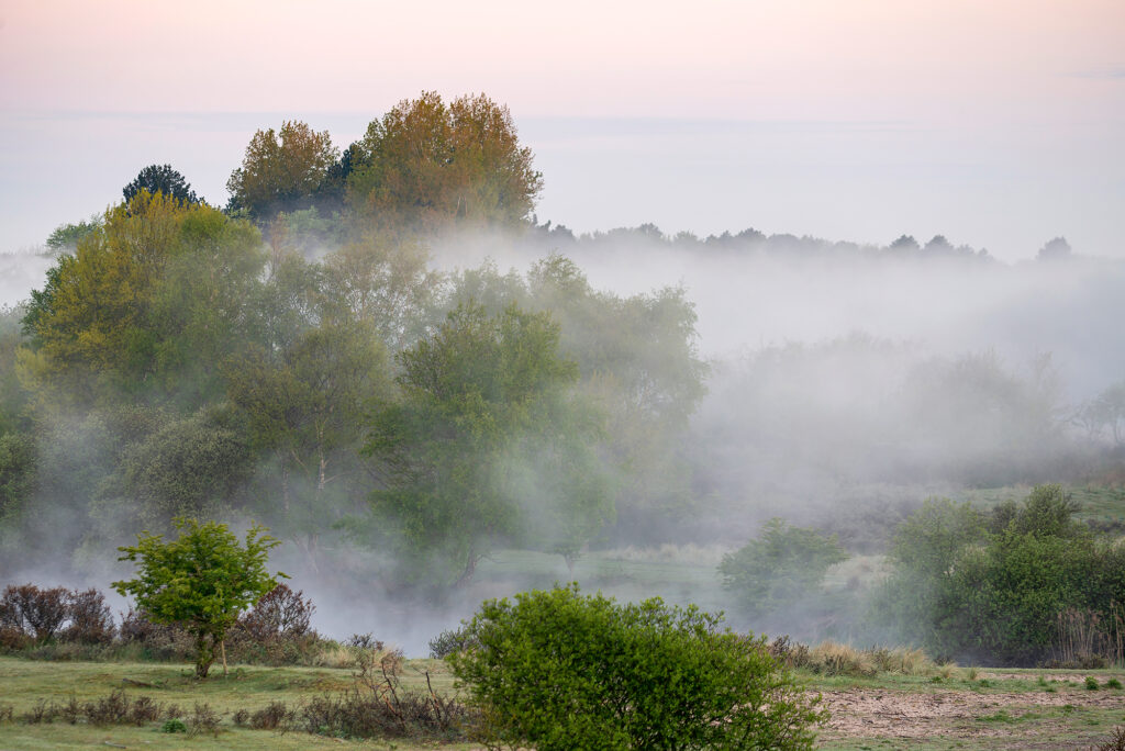 Lagen mist tussen struiken en bomen tijdens zonsopkomst in de Amsterdamse Waterleidingduinen bij Vogelenzang door Ronald van Wijk
