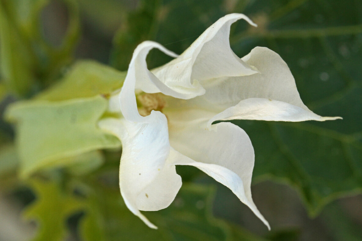 Spiegeltje Doornappel, bloem - Gerrit van Ommering.