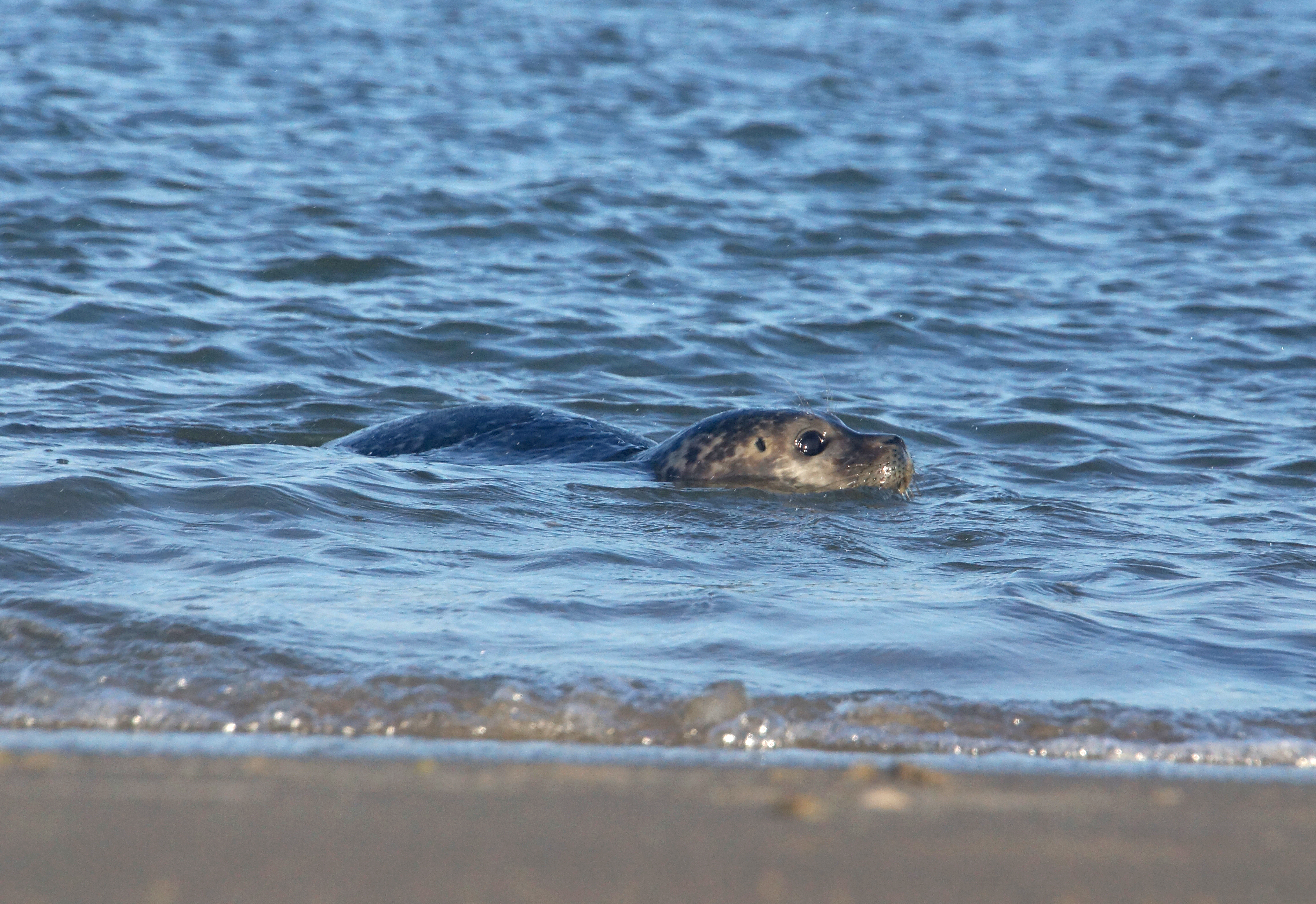 gewone zeehond_Sytske Dijksen