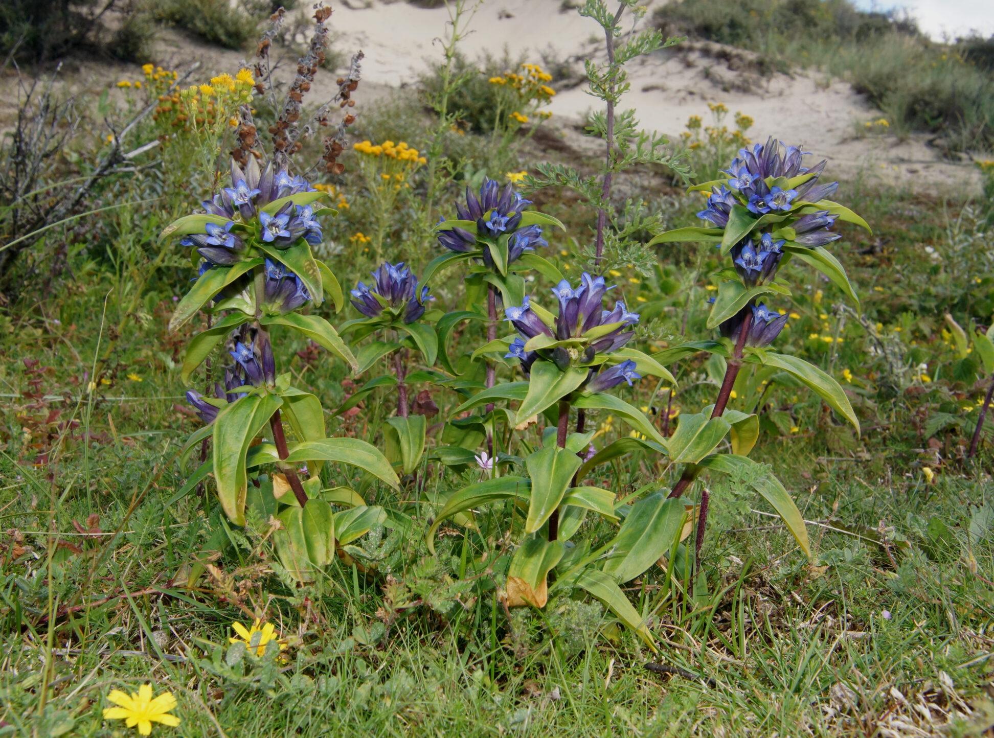 Sytske Dijksen - Foto Fitis