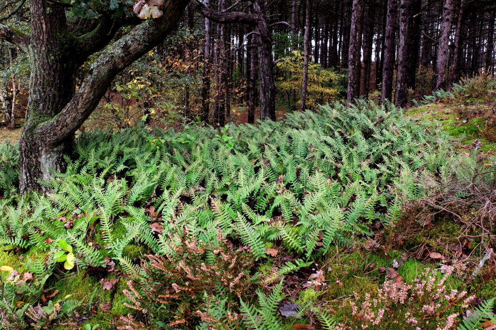 Gewone eikvaren, fotograaf Theo Baas