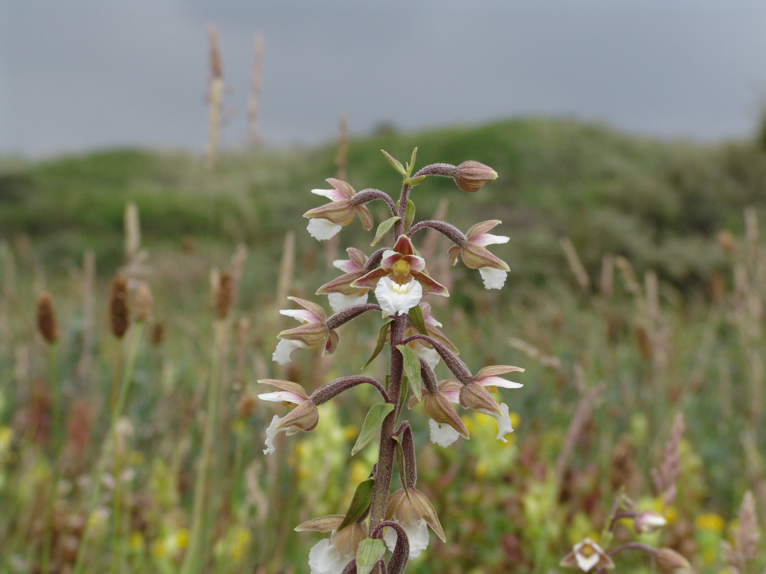 Moeraswespenorchis, Marc Janssen