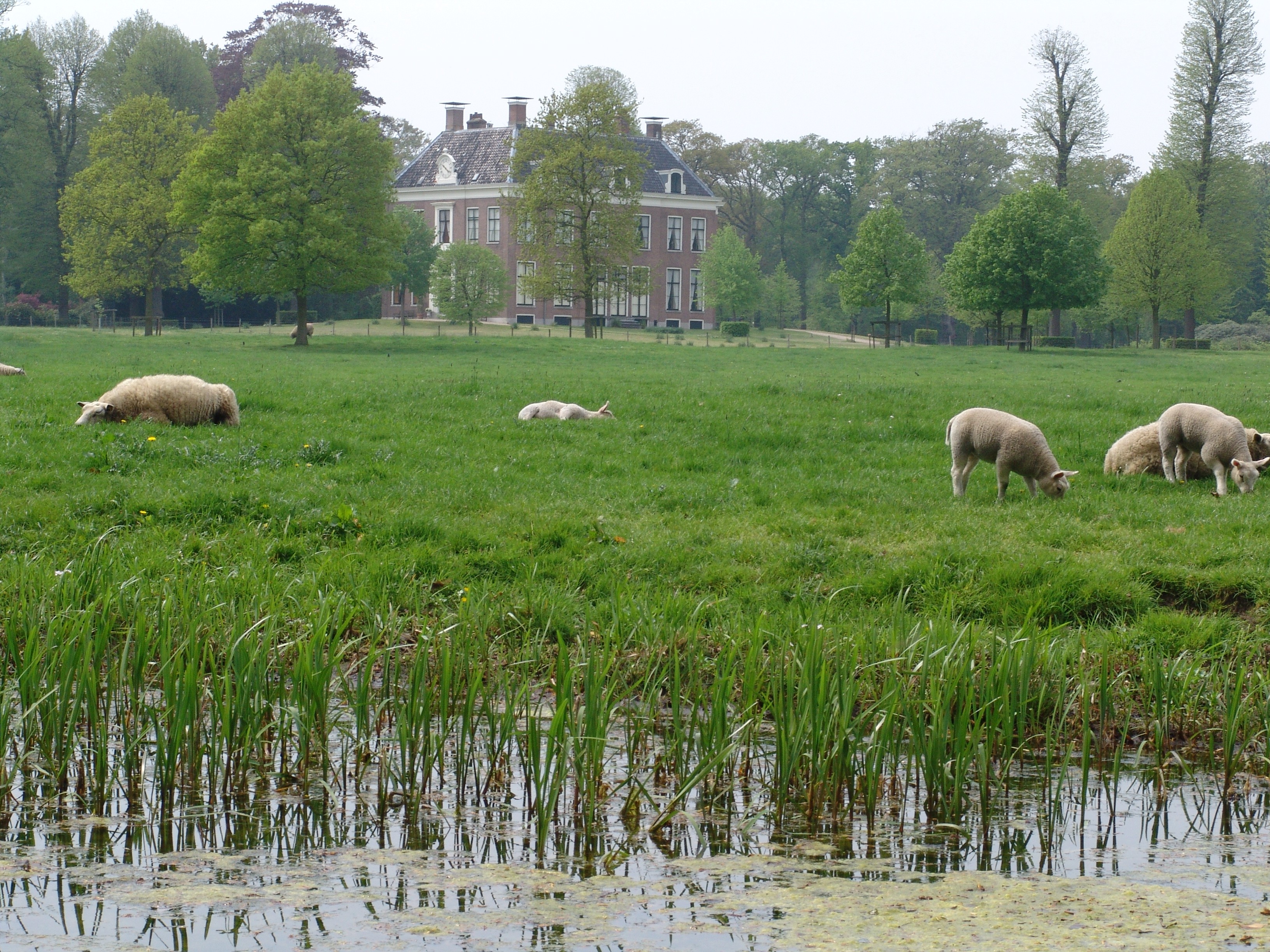 kennemerduinen