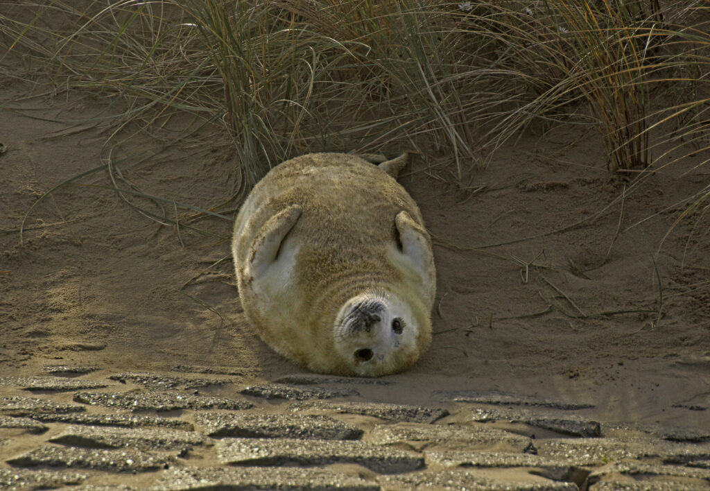grijze zeehond pup - Sytske Dijksen
