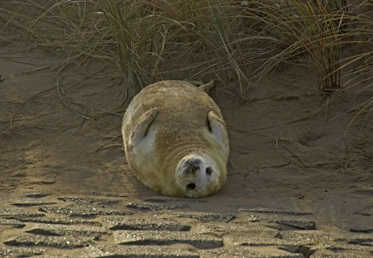 grijze zeehond pup - Sytske Dijksen