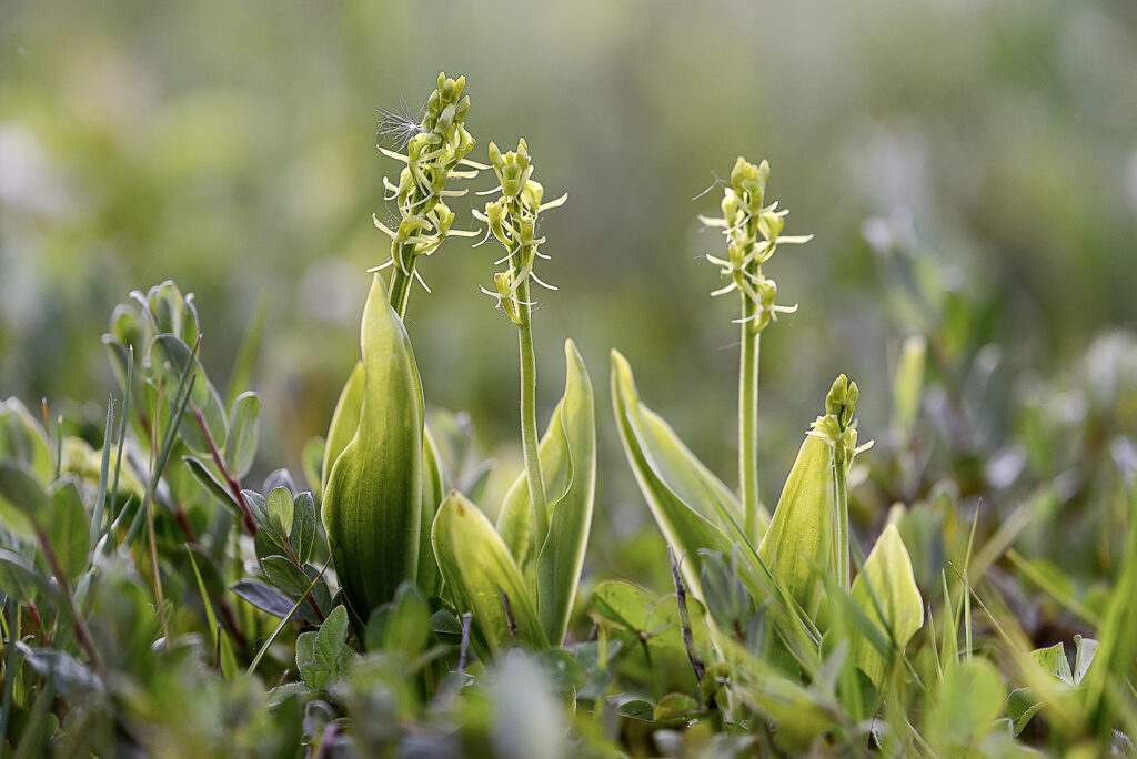 Groenknolorchis door Ronald van Wijk
