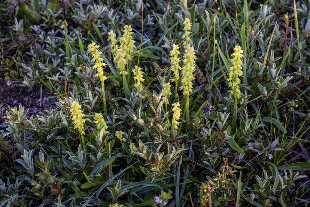 Honingorchis door Ronald van Wijk
