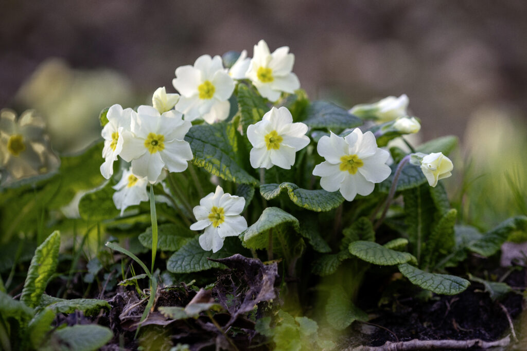 Stengelloze sleutelbloem;Common primrose;Primula vulgaris door Ronald van Wijk