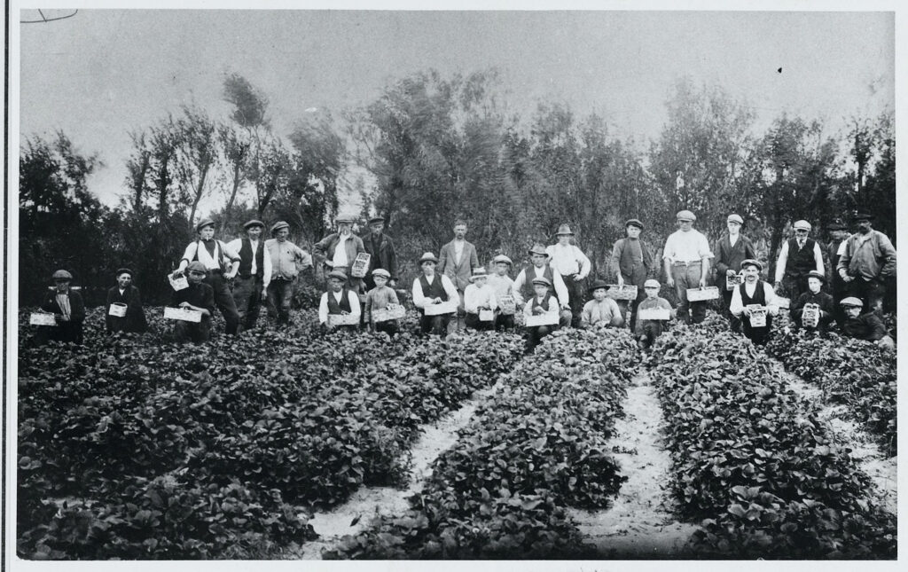 Aardbeienplukkers in de Breesaap