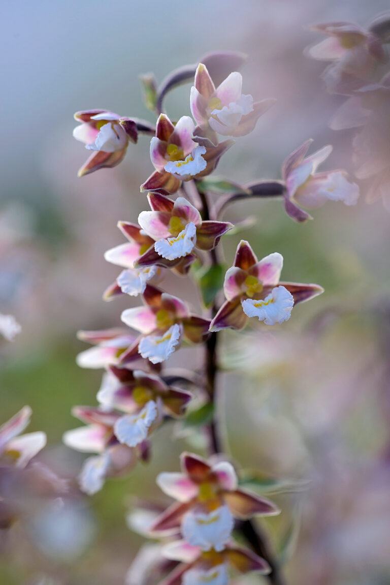 Stengel met witte bloemen van een Moeraswespenorchis (Epipactis palustris) in een natte duinvallei in het Noordhollands Duinreservaat bij Heemskerk. door ronald van wijk