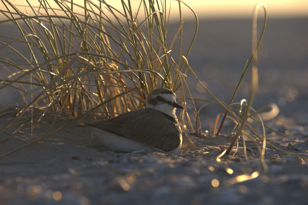 Strandplevier door Johan Krol