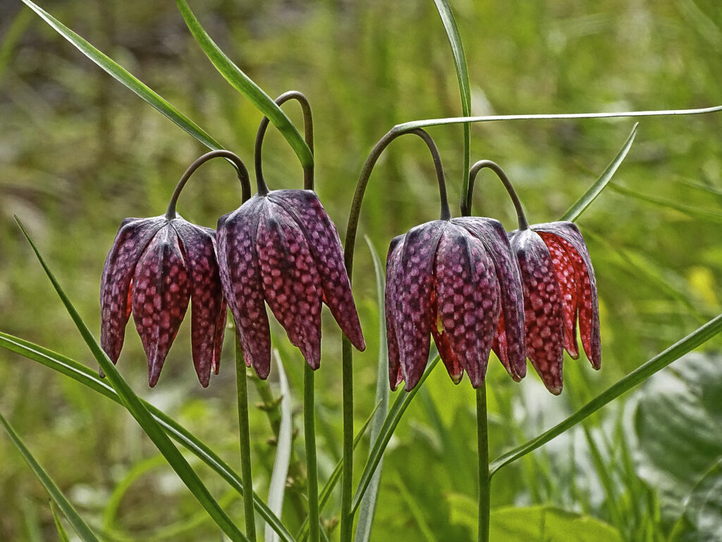 Thijsse_s Hof - Kievitsbloemen. foto Lauran Oomen