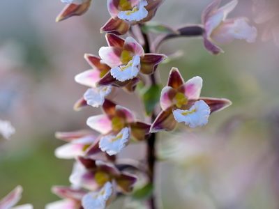 Stengel met witte bloemen van een Moeraswespenorchis (Epipactis palustris) in een natte duinvallei in het Noordhollands Duinreservaat bij Heemskerk. door ronald van wijk