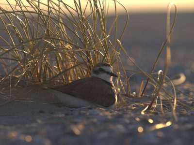 Strandplevier door Johan Krol